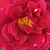 Vörös - Teahibrid rózsa - Oklahoma